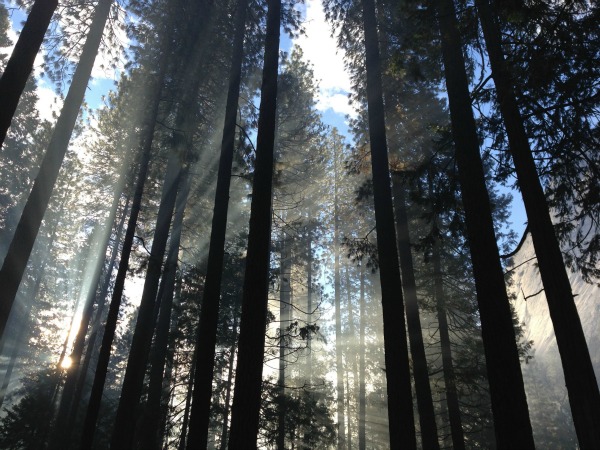 sunlight-streaming-through-tees