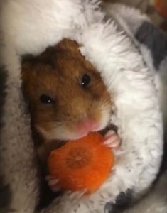 Hamster-and-carrot-1-235x300 Hamster-and-carrot-1-235x300