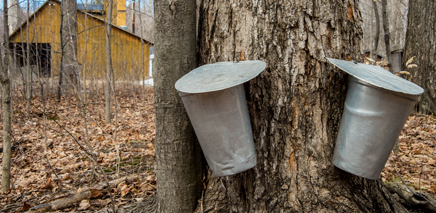 Maple_Syrup_Festivals_in_the_GTA