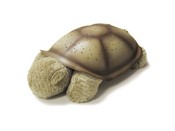 TURTLEFL_thumb