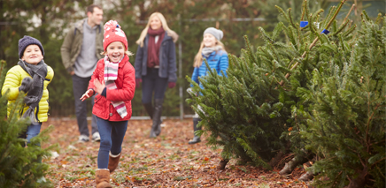 Where_to_Get_the_Perfect_Tree_in_Toronto