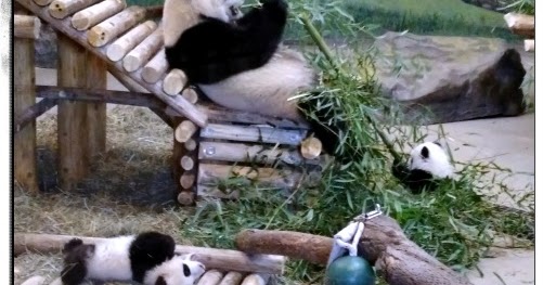 pandas