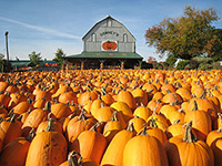 pumpkinsinfrontofbarn