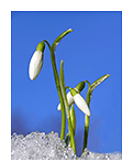 snowdrops3