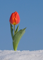 tulipinthesnow