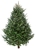 Christmas_tree_image