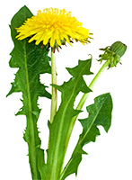 Dandelionimage