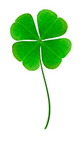 Fourleafclover