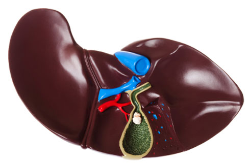 Liver