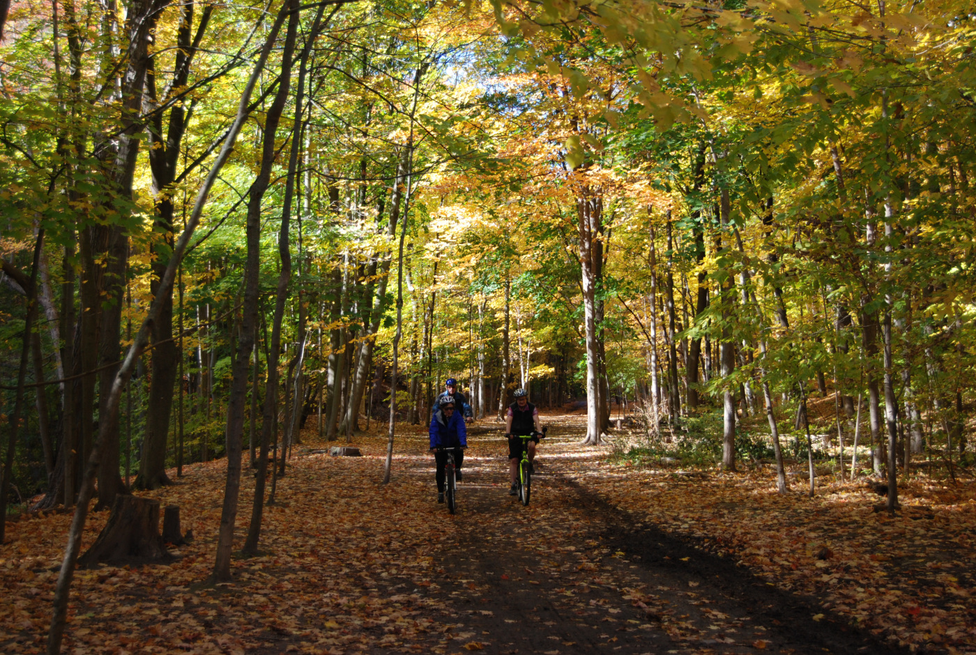 Moore Park Ravine/Brickworks