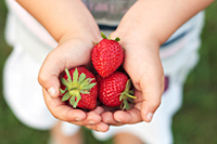 StrawberriesHeldInHands StrawberriesHeldInHands
