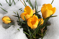 YellowTulipsBreakingThroughSnow