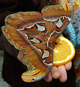 butterfly_on_childs_hand