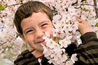 cherryblossomkidvancouver