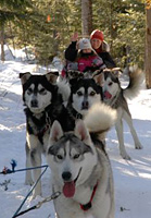 dogsledding_image