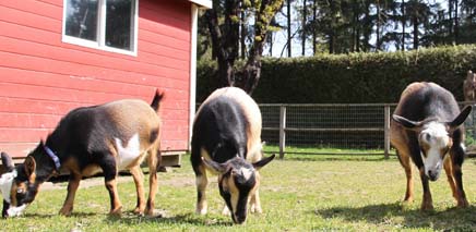 maplewood_farm_iamge_of_topic maplewood_farm_iamge_of_topic