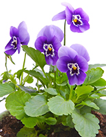 pansies