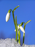 snowdrops08