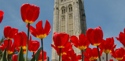 tulips_ottawa