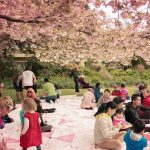 Vancouver Cherry Blossom Festival: April 3-23