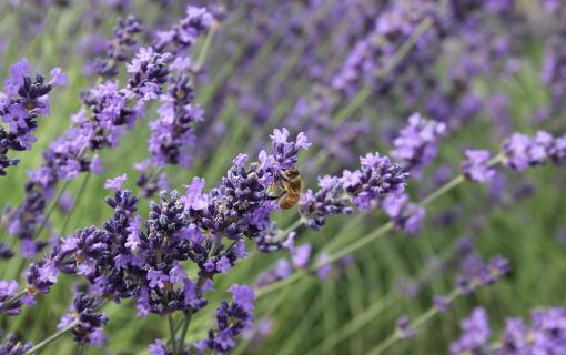 bee bee