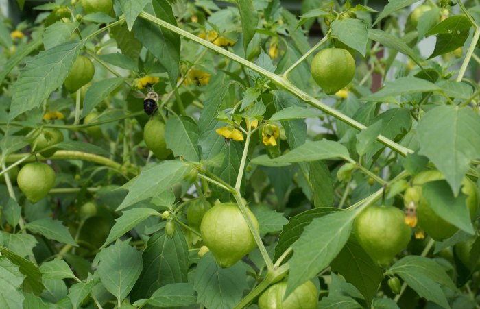 bees-in-vegetable-garden-savvy