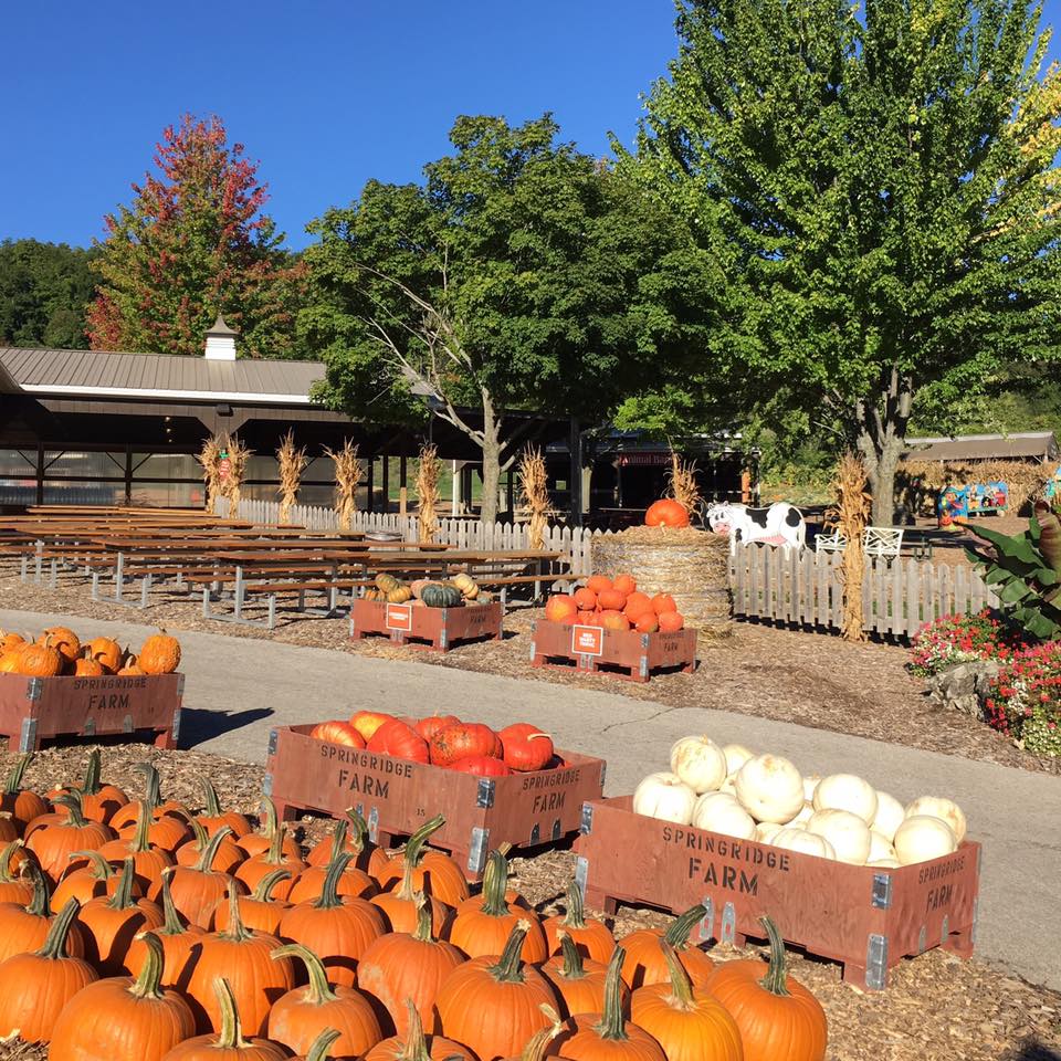 Harvest Festival at Springridge Farm, Milton