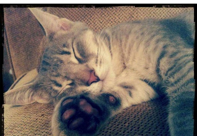 The Day We Lost Our Pet: Why Moms Can't Always Make Everything Better The Day We Lost Our Pet: Why Moms Can't Always Make Everything Better