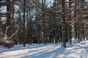 unplugging for the holidays