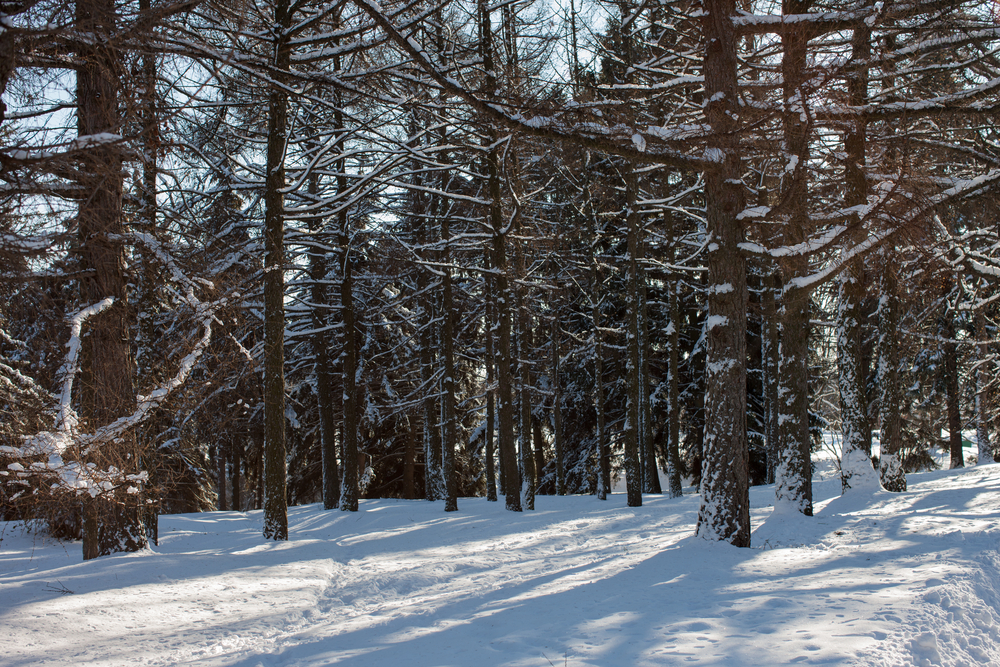 unplugging for the holidays unplugging for the holidays