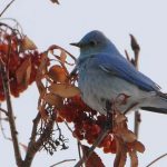 'We are Family' Inglewood Bird Sanctuary: Feb 19