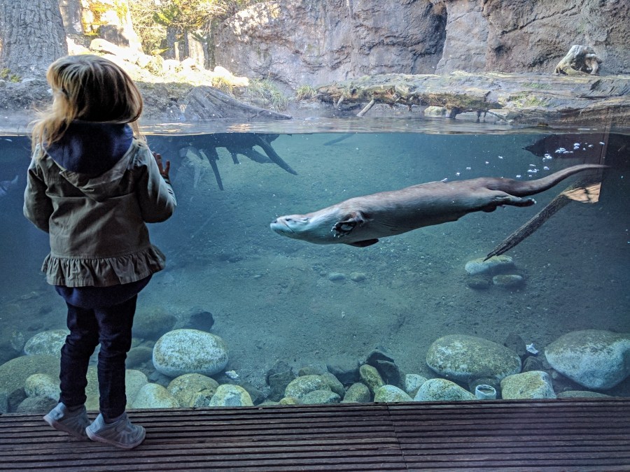 sea otter