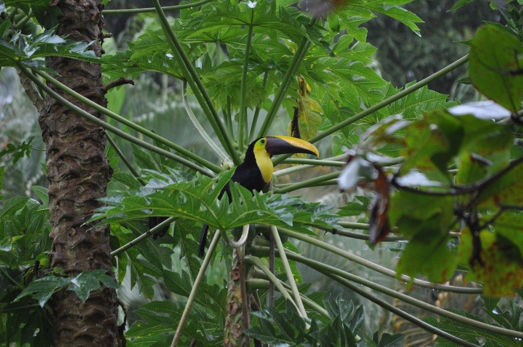 toucan wildlife in costarica