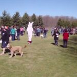 Easter Egg Hunt for Dogs