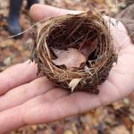 Eco and Nature Workshops or Camps for Kids in Toronto