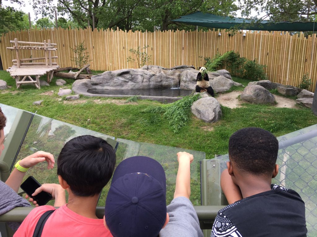 TorontoZooPandas