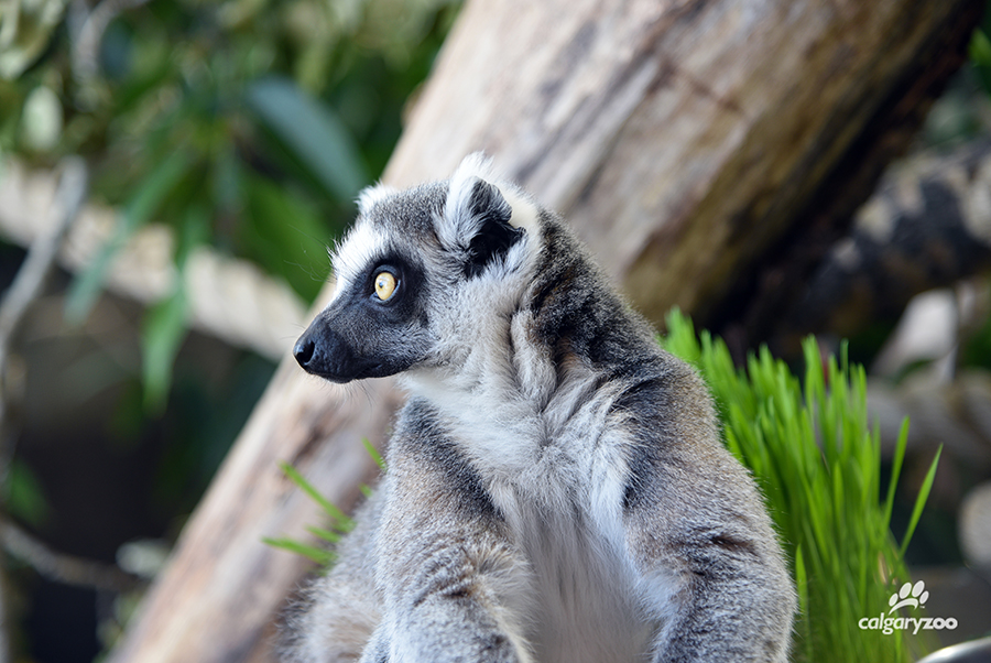 Land of Lemurs_1