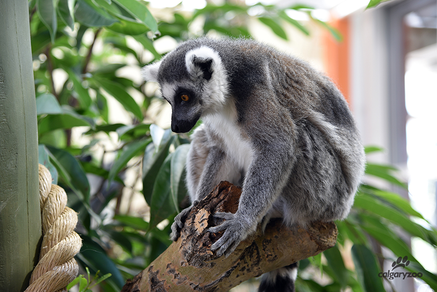 land of lemurs calgary zoo