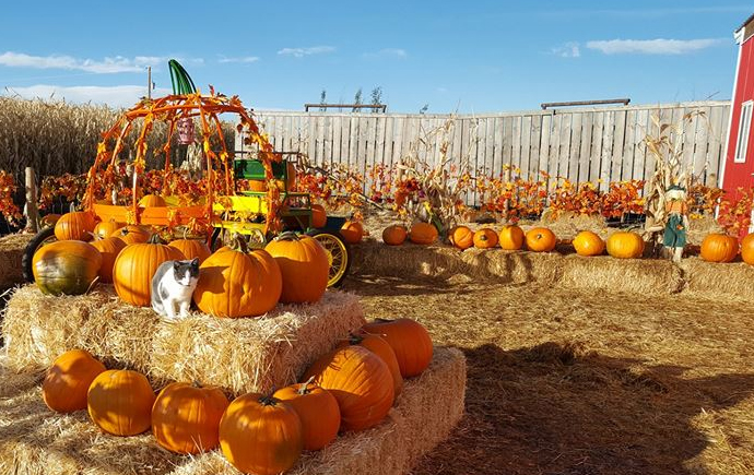 Calgary Corn Maze