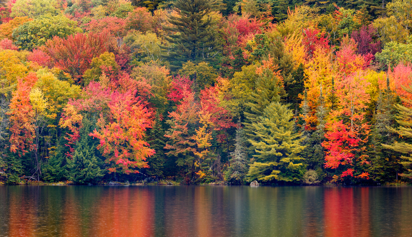 The 4 Best Places to See Fall Foliage in Vancouver