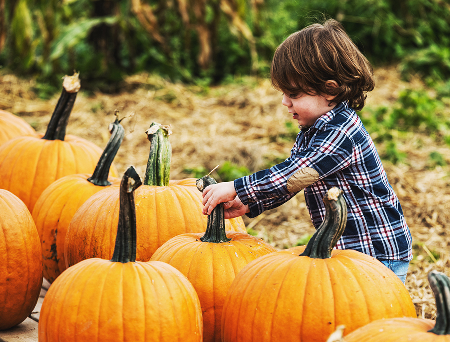 A two year old boy makes his selection from a wide variety of pumpkins.