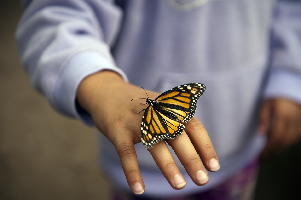 Live Butterflies Are Taking Flight in the Middle of Winter in Ottawa