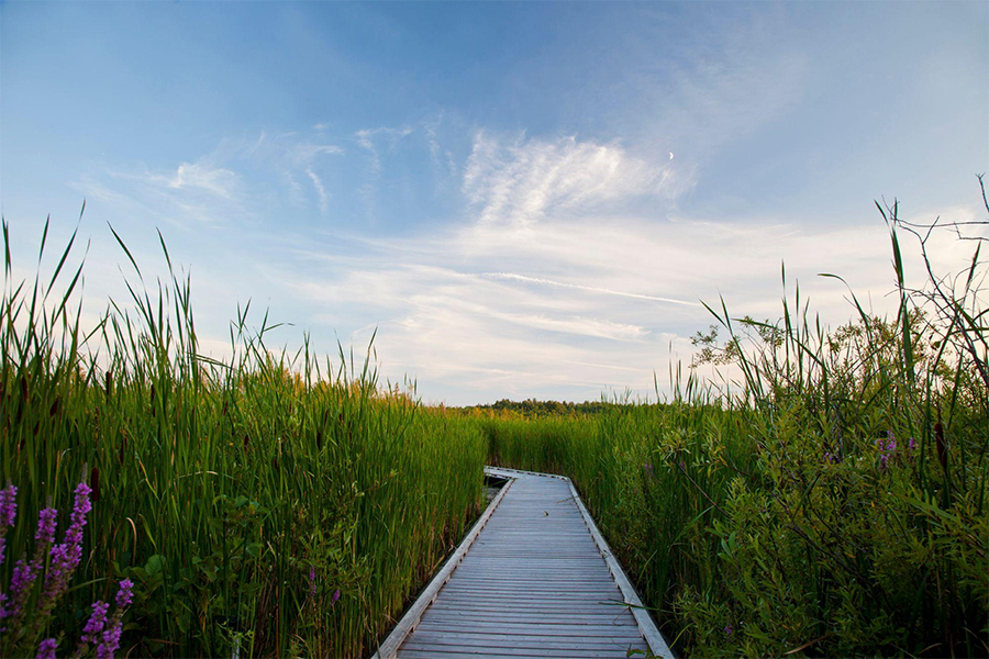 Mer Bleue Bog