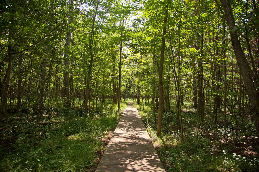 Stony Swamp Stony Swamp