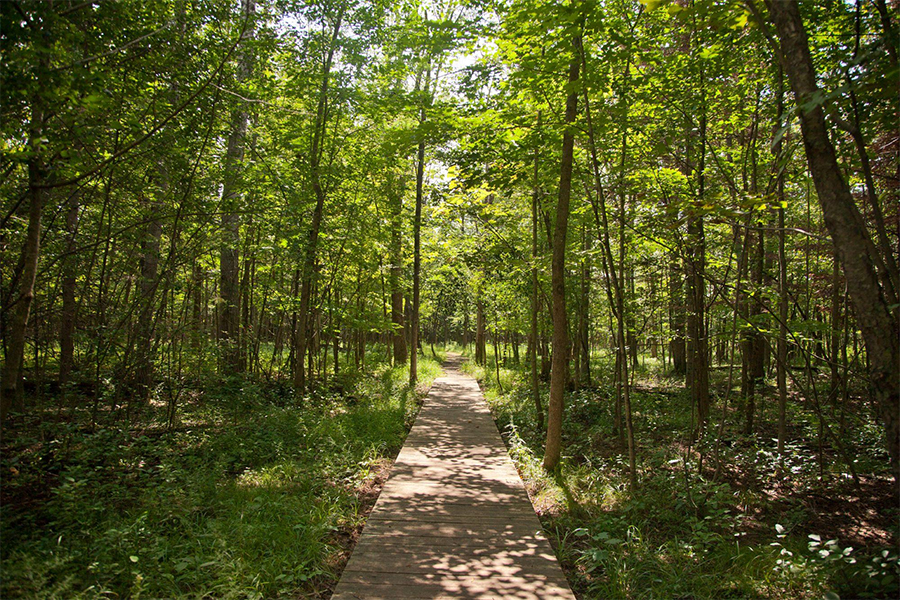 Stony Swamp