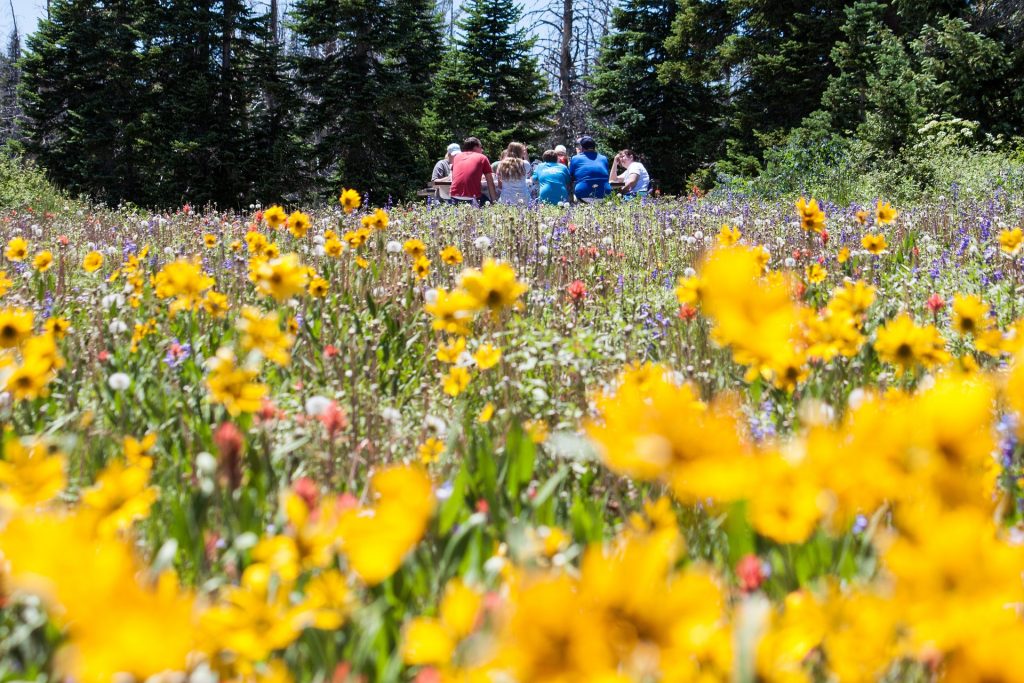 picnic-flower-meadow-1143739_1920