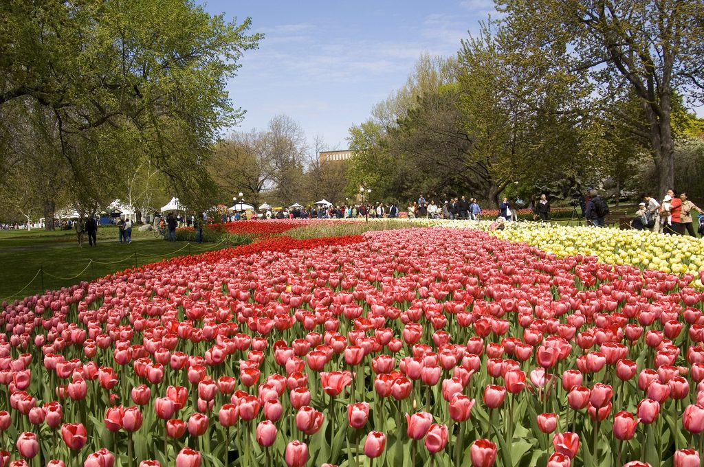 Ottawa Tulip Festival_feature