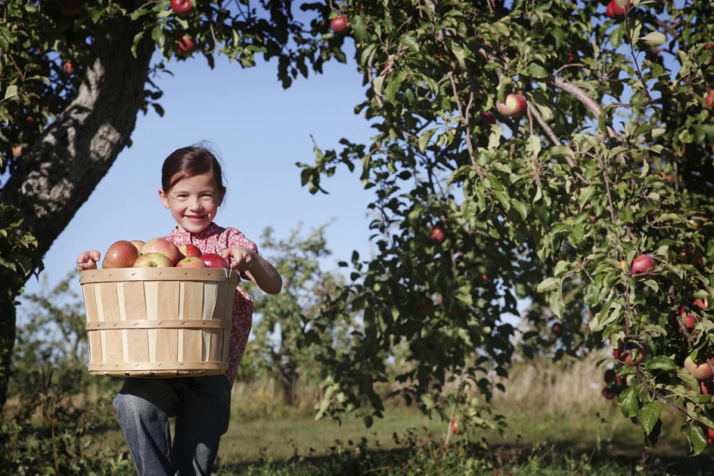 Apple Picking GTA