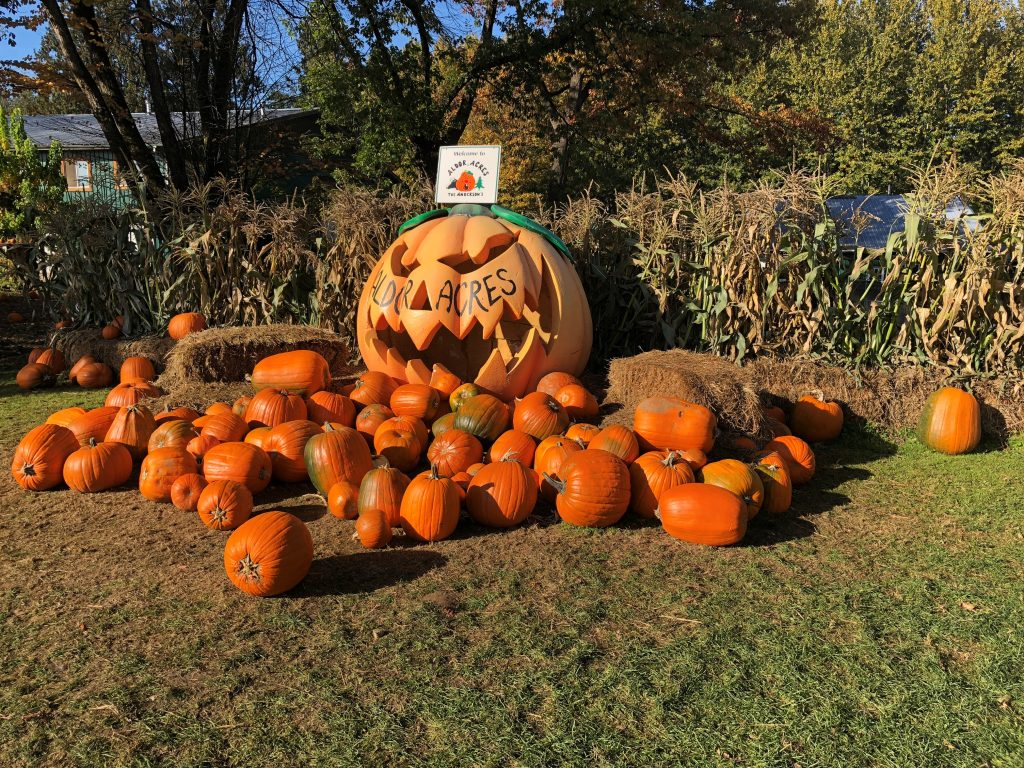 Pumpkin Patch It Up The 7 Best Pumpkin Patches in & Around Vancouver