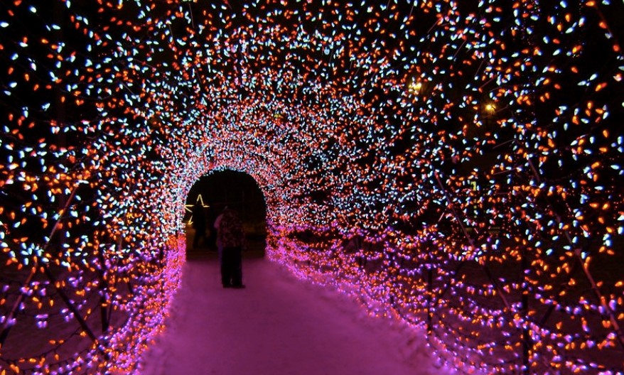 Where to See the Best Holiday and Christmas Lights in Calgary - SavvyMom